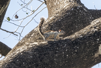 Variegated Squirrel Costa Rica 2024